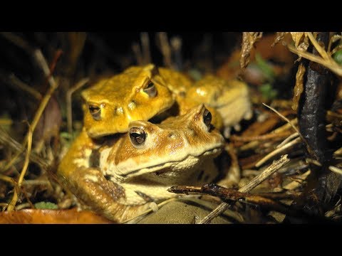 アズマヒキガエル スローモーション撮影