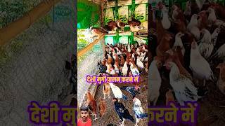 देसी मुर्गी पालन में खर्च और मुनाफा#shorts #poultry #poultryfarming