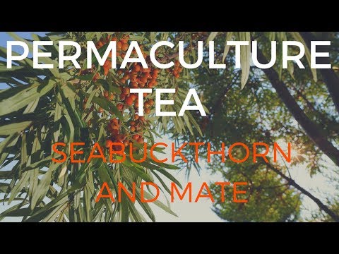 Food Forest Tea! Seabuckthorn and Yerba Mate