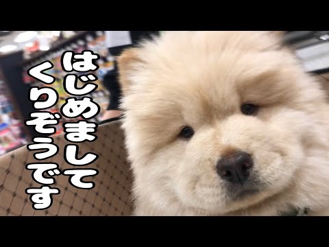 チャウチャウの子犬がうちにやってきた🐾