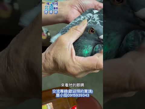 ［已交流］歡慶中秋重磅分享下季度主力配對！惡氣候高歸返，近年連續入賞十數羽，極具同系入賞鴿特徵！