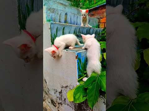 White siblings playing togather #cute #catlovers #cuteanimal