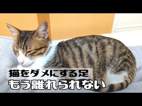 飼い主の足をヨギボー代わりにする保護猫(笑)