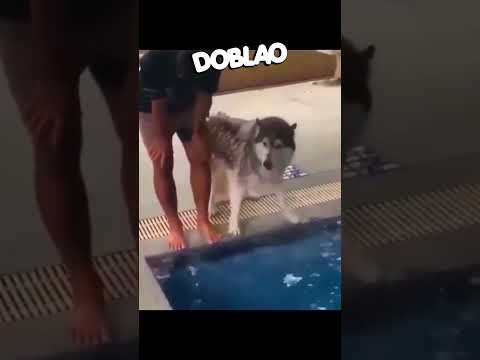 Tírate al AGUA 🐶🏊🏻‍♀️ #Doblao #estadoblao