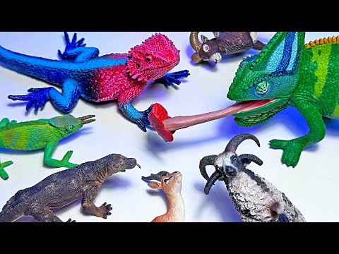 Komodo Dragon, Iguana, Chameleon, Crocodile, Alligator, Caiman, Bearded Dragon, Crested Gecko