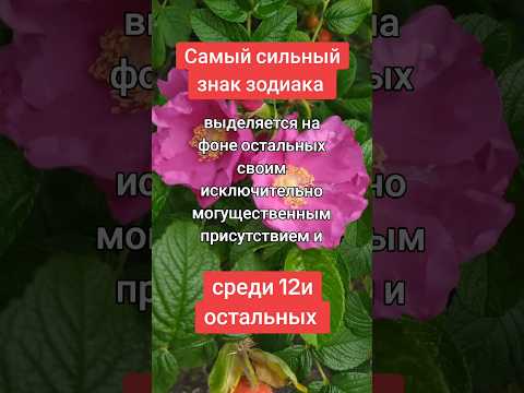 Самый сильный знак зодиака.