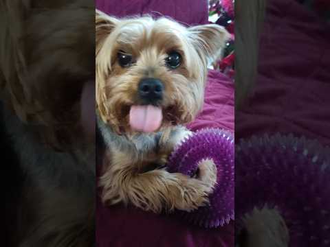 Yorkie Lucy Yorkshire terriers indoor games when it's freezing outside