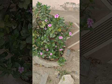 Vinca bushy flowering plants 🌷🌿🌱 | #shorts #shortsviral #vinca #gardeningtips