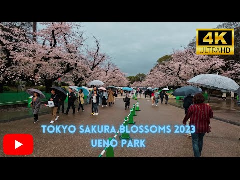 2023 Tokyo Cherry Blossom Festival In Ueno Park: Experience The Magic In [4k]