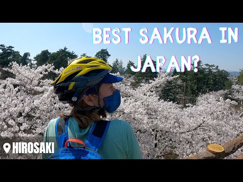 Japan's Most Famous Sakura Spot - Hirosaki Cherry Blossoms 2022