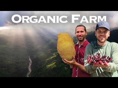 Exploring an Organic Farm in Costa Rica on my Motorcycle Trip Ep | 66