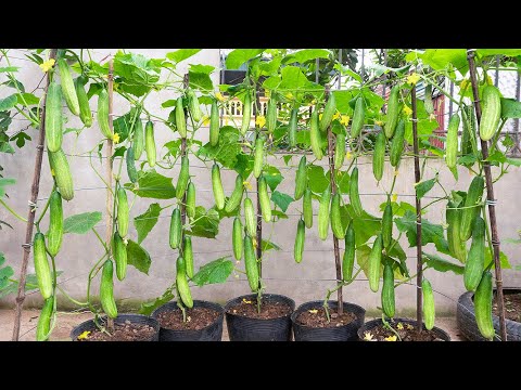 The secret to growing cucumbers from root to top | Grow cucumbers fast for harvest