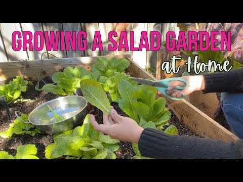 Filipino Vegetable Garden in California 🌱 | Living in Los Angeles 🌸