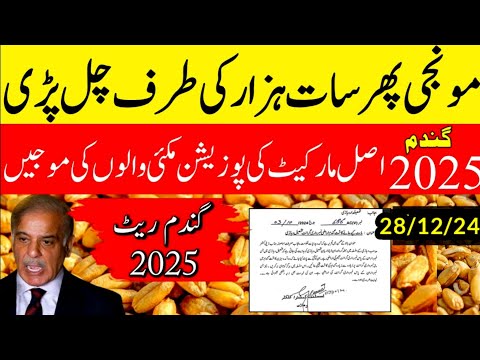 today wheat price in punjab//گندم کا ریٹ/25 '2024/munji makki till sarso/galla mandi rates today1509