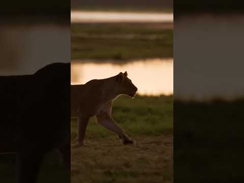 Lioness at sunset in Chobe National Park Botswana #lion #sunset #lioness #golden