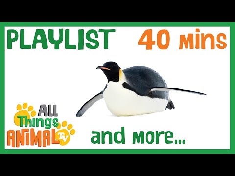 * TOP 20 AMAZING ANIMALS * | Playlist For Kids | All Things Animal TV