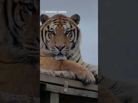 The King's gaze#Siberian Tiger