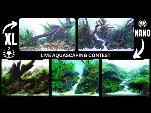 Checking Out The Largest Live Aquascaping Contest in Europe!