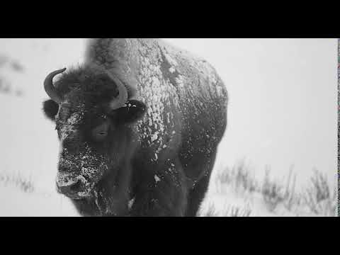 Bison