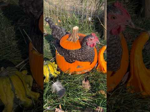 A Broody Hen In A Jack-O’-Lantern Nest! #shorts #halloween #broodyhen #chickens #funny #cute #Nest