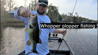 Whopper plopper top water  bass fishing! Gator tail 1848 extreme and GTR40XD