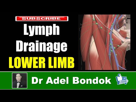 Lymphatic Drainage of the Lower Limb, Dr Adel Bondok