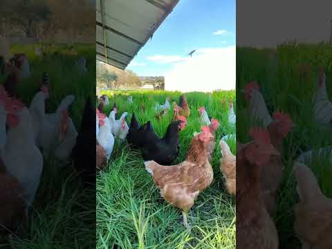 free range chicken farming #chicken #freerangechicken #shortvideo