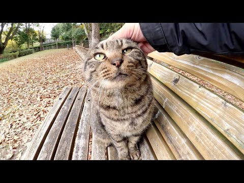 A tortoiseshell cat steals a person's lap, making the tabby cat unhappy