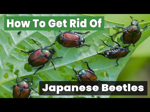 How to Get Rid of Japanese Beetles Fast and Easy!