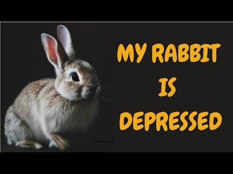 My Rabbit Is Depressed