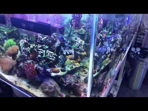 360g Zeovit Reef Tank