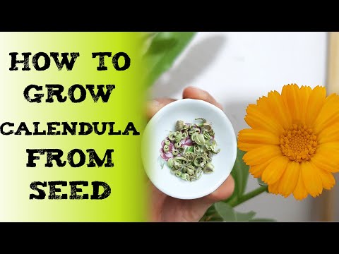 How To grow calendula flower (pot marigold) 如何种植金盏 花 कैलेंडुला फूल caléndula Ringelblume Календула