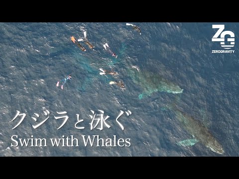 【奄美大島】クジラと泳ぐ｜ホエールスイムツアー｜水中映像