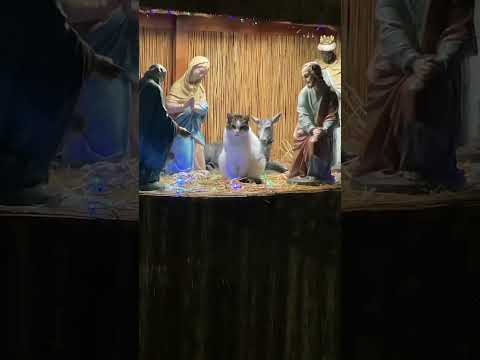 Oh come let us adore him🎄😹  #Cats #CatLife #Christmas #NativityScene #CatLovers