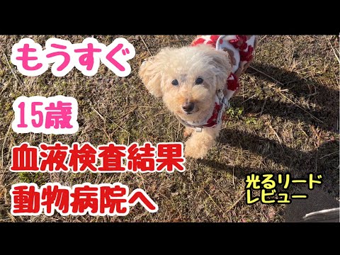 【動物病院へ】もうすぐ１５歳になるので血液検査しました☆光るリードﾚﾋﾞｭｰ