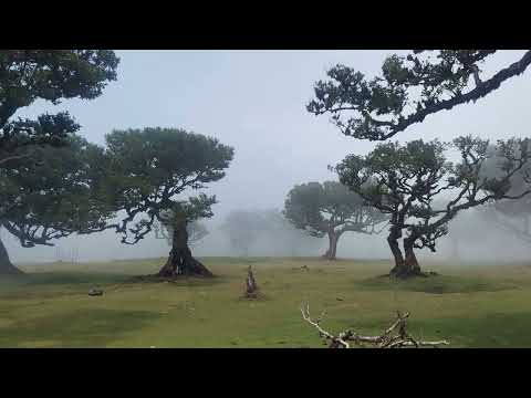 Fanal Forest, Madeira