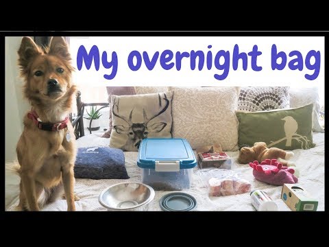 What's in my Dog's Overnight Bag?