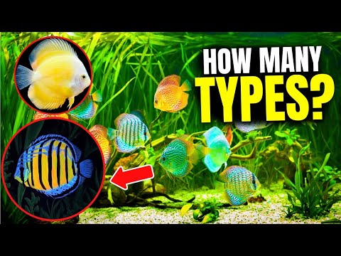 The 21 BEST Types Of Discus Fish...