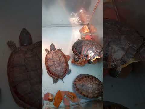 #turtle #shortsviral #shortvideo  #ytshorts #shortsvideo