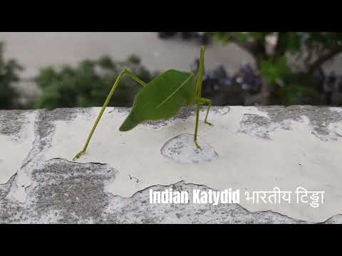 Indian Leafy Katydid भारतीय पत्तीदार टिड्डा