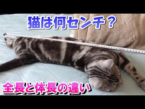 猫は伸ばすと何センチ？「全長」と「体長」の違いとは（アメリカンショートヘア）