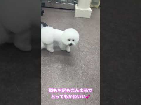 褒められると嬉しくなっちゃうぷちちゃん