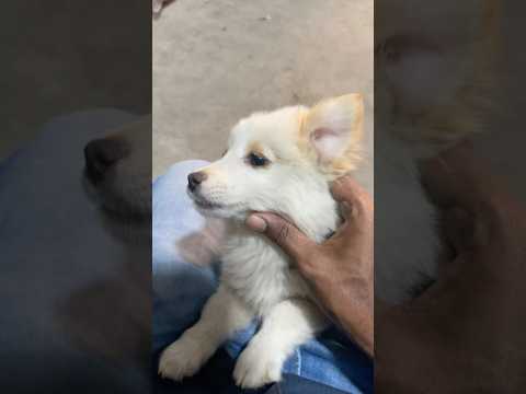 Baby dog#cute puppy barking#4kviral#shorts