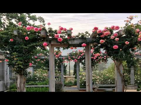 The Most Beautiful Flower Fences Around The House