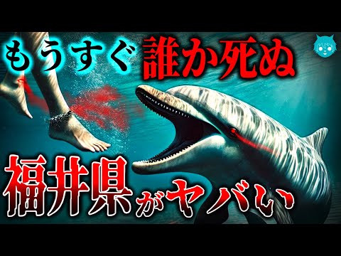 【福井県】イルカに襲われる被害者続出｜サメより警戒すべき理由