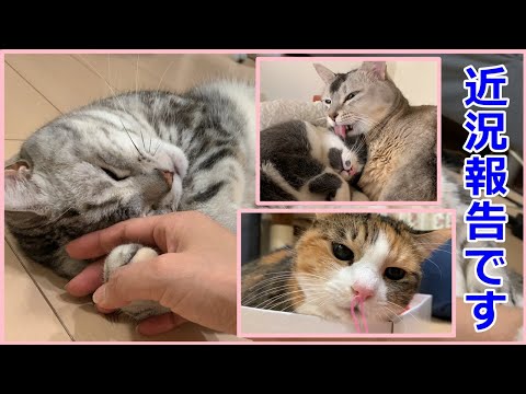 【ご報告】猫たちの近況とお休みについて