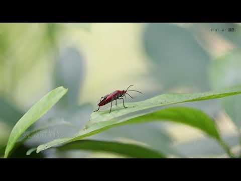 2021 9 4新竹清華大學蝴蝶園生態攝影記錄音樂 4k60p 1