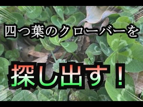 四つ葉のクローバーを探す！【幸せのクローバー】