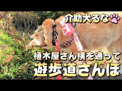 【柴犬介助犬】植木屋さん横を通って遊歩道へ［柴犬介助犬るな］