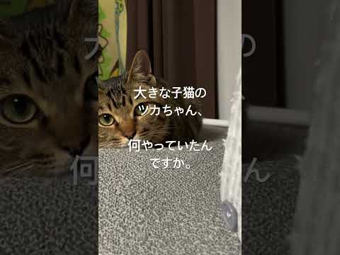 大きな子猫のツカちゃん。何やっていたんですか？♯ひとり暮らし♯猫との暮らし♯猫と生きる♯長崎♯はいよろこんで♯こっちのけんと